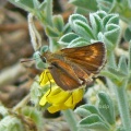 Lulworth Skipper female (Thymelicus acteon) Alan Prowse